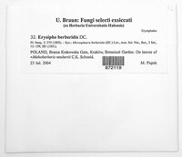 Image of Erysiphe berberidis